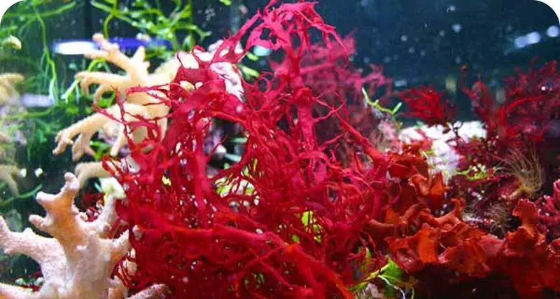 LuminEye™ Astaxanthin eye fatigue and strain reduction support