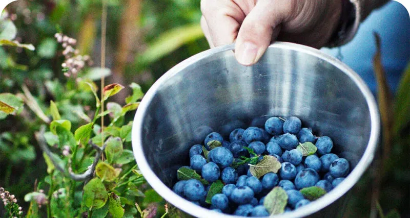 LuminEye™ Bilberry night vision and low-light support ingredient